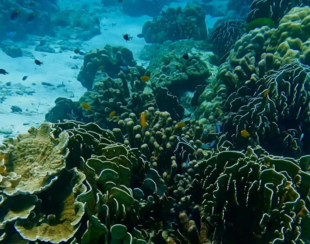 Shot of colorful corals with little blue and orange fishes swimming around them
