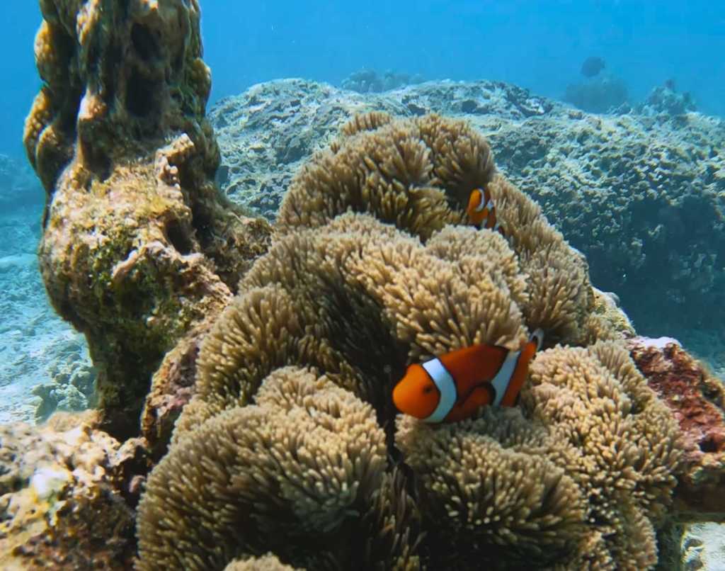 clownfish in its natural habitat, the anemone