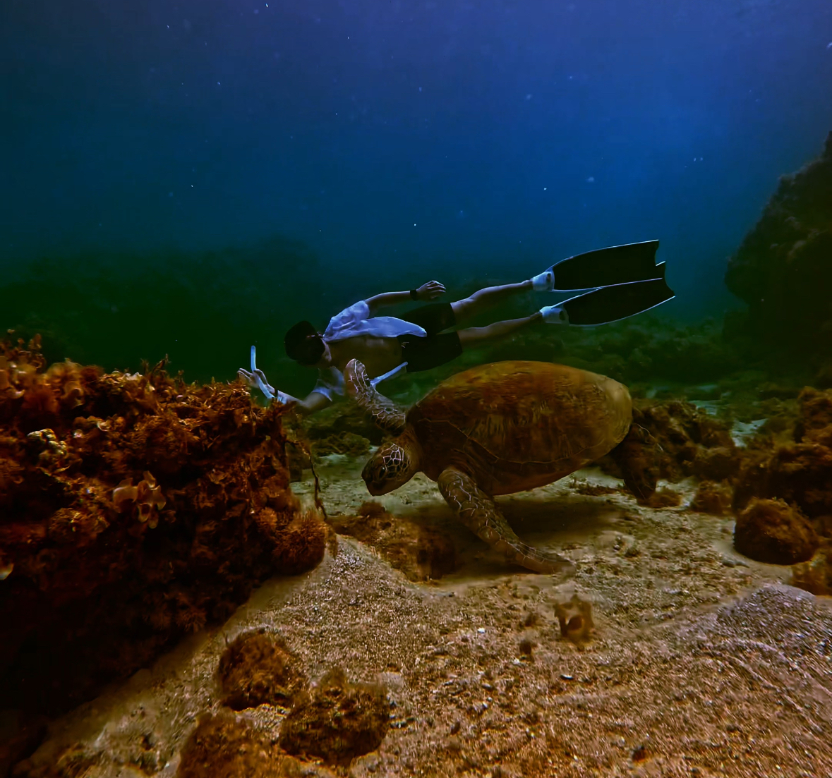 Froyows diving with a big turtle