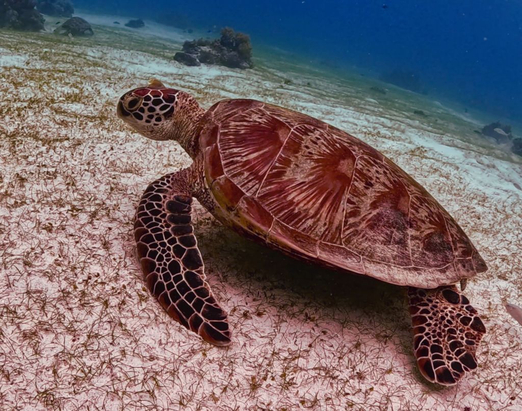 A turtle swimming freely in Balicasag Island Bohol