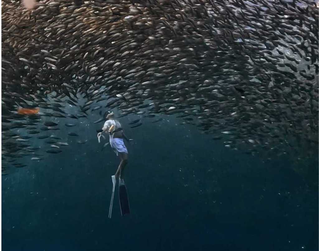 Froyows freediving with Moalboal's million sardines