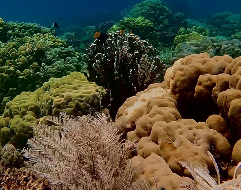 froyows shot of colorful corals